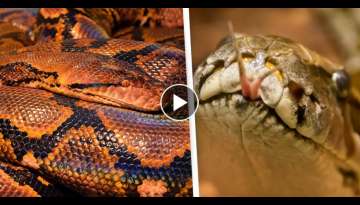 Americans Told To Eat Wild Pythons To Get Rid Of Them